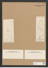 Diatomeae indet. Zeichnungen Sammlung Grunow Nr. 2474 (NHMW-BOT-W0369652)